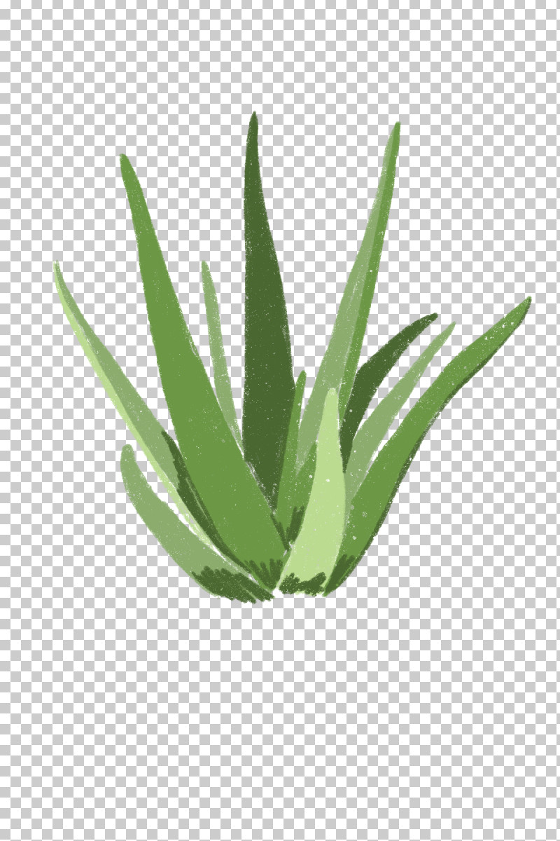 Plant Leaf Aloe Agave Flower PNG, Clipart, Agave, Agave Azul, Aloe, Flower, Grass Free PNG Download