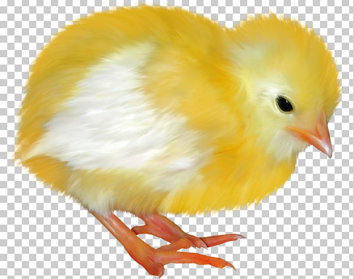 Chicken Blog Easter PNG, Clipart, Animals, Beak, Bird, Blog, Chicken Free PNG Download