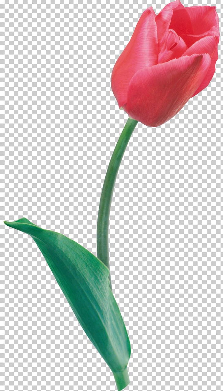 Tulip Cut Flowers PNG, Clipart, Bud, Cut Flowers, Flower, Flowering Plant, Flowers Free PNG Download