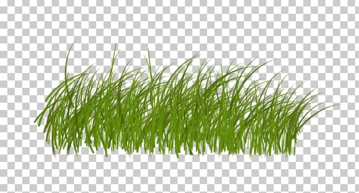 Albom Photography PNG, Clipart, Albom, Animation, Collage, Commodity, Grass Free PNG Download