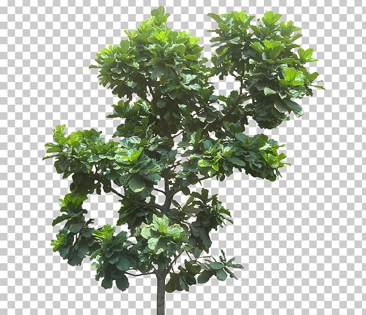 Fiddle-leaf Fig Common Fig Weeping Fig Tree Plant PNG, Clipart, Banyan, Bonsai, Branch, Evergreen, Ficus Free PNG Download