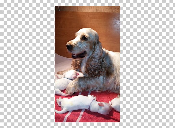Golden Retriever Puppy Dog Breed Companion Dog PNG, Clipart, Breed, Carnivoran, Cocker Spaniel, Companion Dog, Dog Free PNG Download