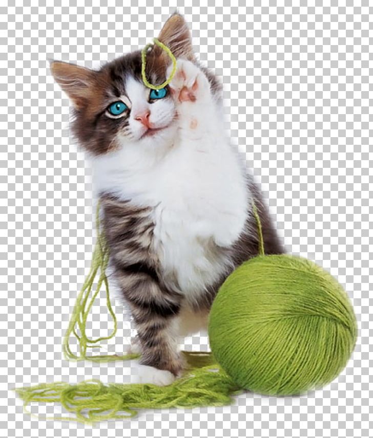 Kitten Cat Play And Toys Yarn Cuteness PNG, Clipart, Animals, Cat, Cat Like Mammal, Cat Play And Toys, Cat Tree Free PNG Download