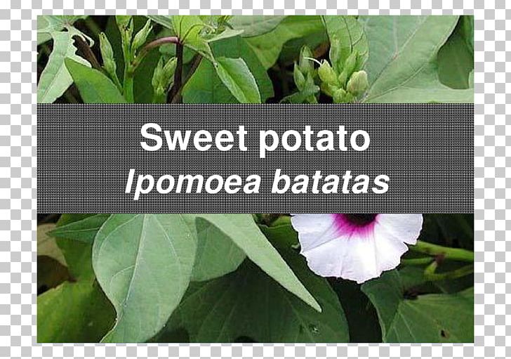 Sweet Potato Leaf Food Albugo Tuber PNG, Clipart, Agriculture, Biology, Calcium, Calcium Deficiency, Economic Free PNG Download