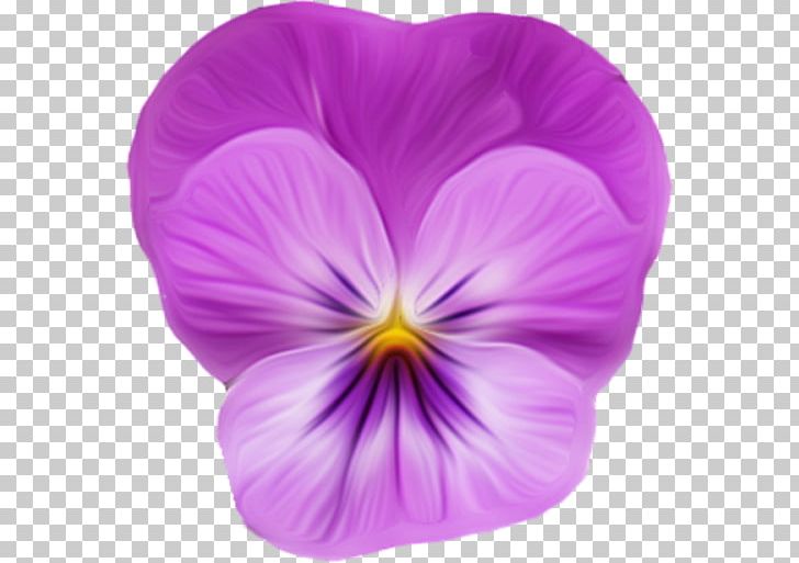 Violet PNG, Clipart, Clip Art, Encapsulated Postscript, Flower, Flowering Plant, Image Editing Free PNG Download