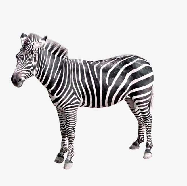 Zebra PNG, Clipart, Animal, Black, White, Zebra, Zebra Clipart Free PNG Download