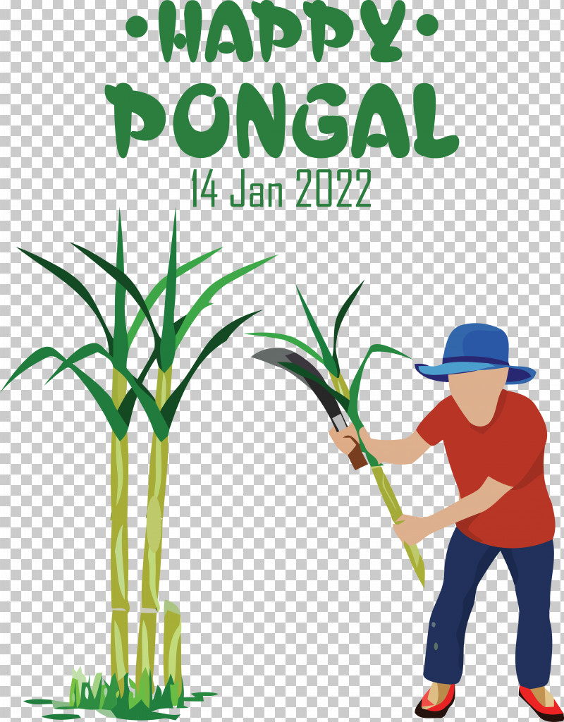 Sugarcane Royalty-free Sugar Television Plant PNG, Clipart, Plant, Royaltyfree, Sugar, Sugarcane, Television Free PNG Download