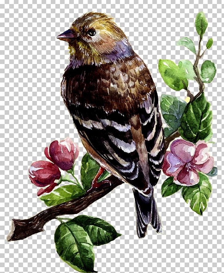 Bird Watercolor Painting Drawing PNG, Clipart, Art, Beak, Bird, Bird Cage, Birds Free PNG Download