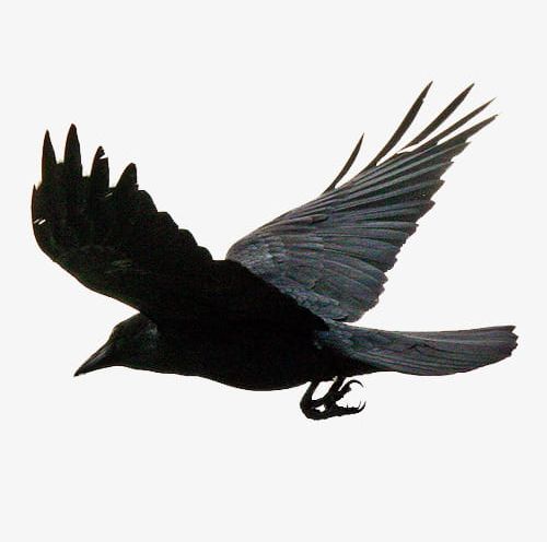 Flying The Crows PNG, Clipart, Animal, Birds, Crow, Crows, Crows Clipart Free PNG Download