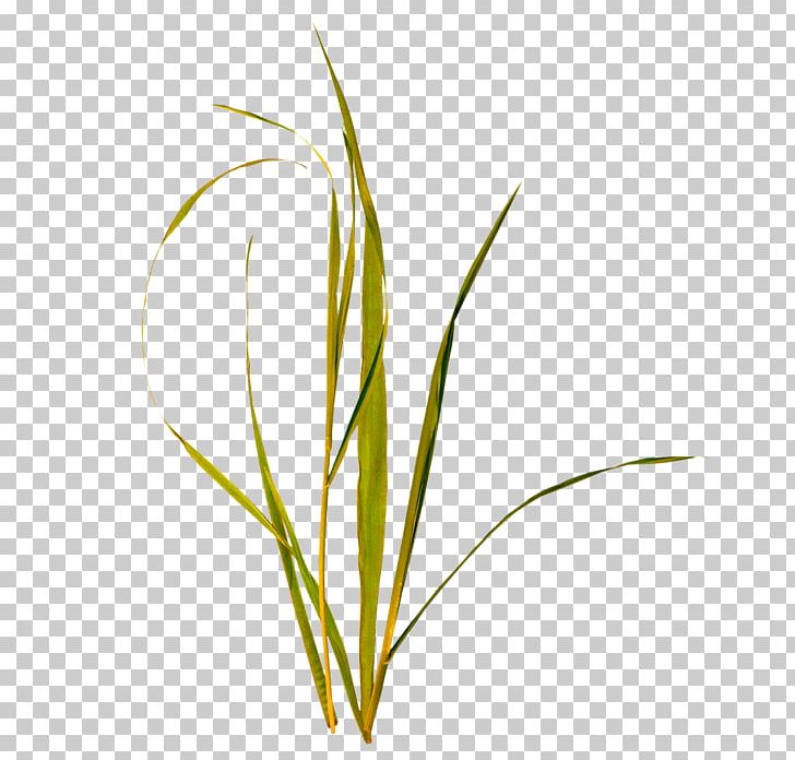 Grass PNG, Clipart, Commodity, Computer Icons, Computer Wallpaper, Decorative Patterns, Encapsulated Postscript Free PNG Download
