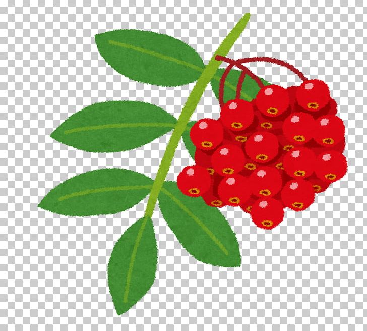 いらすとや Silver Buffaloberry Sorbus Commixta Tomoni Png Clipart Acerola Family Animal Aronia Barbados Cherry Berry