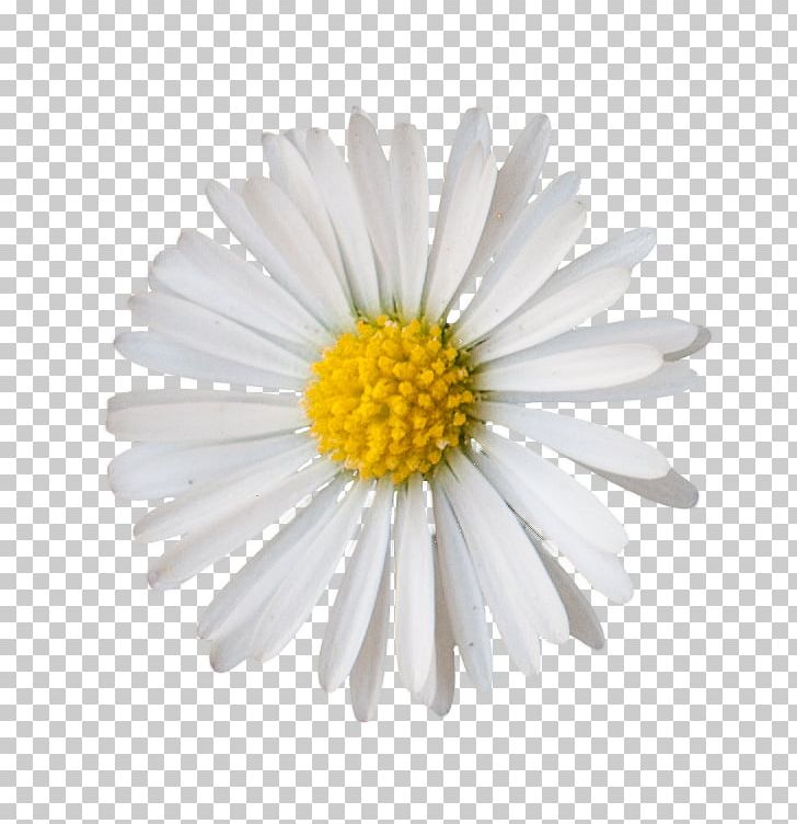 GIMP Blume Common Daisy Oxeye Daisy PNG, Clipart, Aster, Blume, Chamaemelum Nobile, Chrysanthemum, Chrysanths Free PNG Download