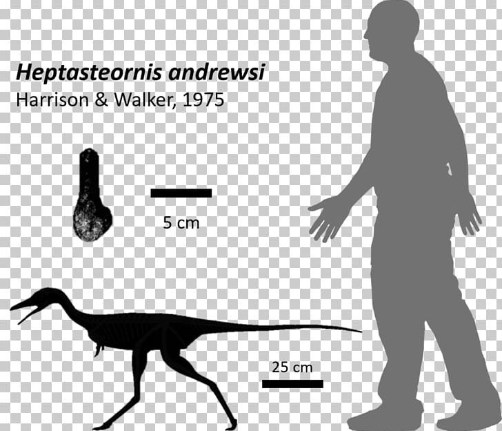 Protoceratops Nyasasaurus Fossil Archosaur Dinosaur Isle PNG, Clipart, Archosaur, Arm, Black And White, Diagram, Dinosaur Free PNG Download