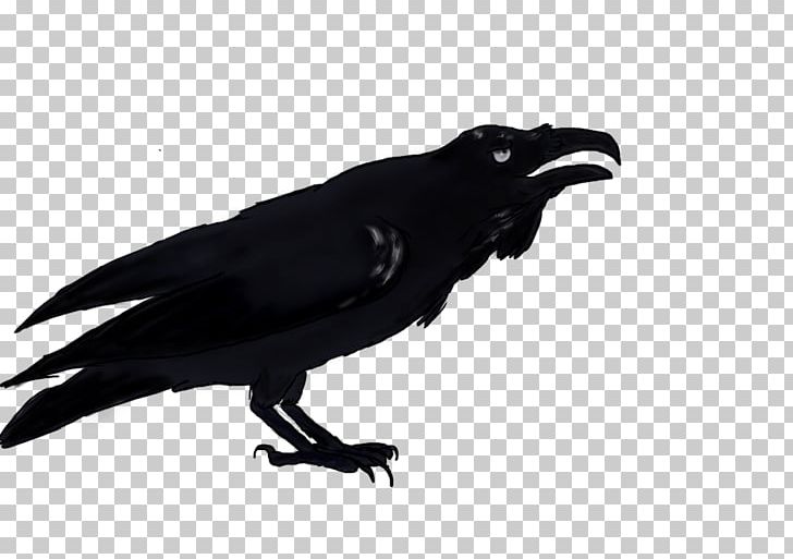 American Crow New Caledonian Crow Common Raven PNG, Clipart, American Crow, Animals, Beak, Bird, Common Raven Free PNG Download