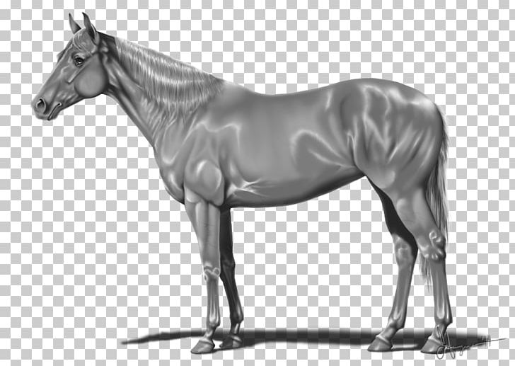 Canadian Triple Crown Of Thoroughbred Racing American Quarter Horse Stallion Horse Blanket PNG, Clipart, Affirmed, American Quarter Horse, Art, Black And White, Bridle Free PNG Download