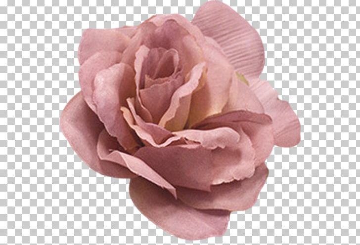 Centifolia Roses Flower Pink Color PNG, Clipart, Centifolia Roses, Color, Cosmetics, Cream, Cut Flowers Free PNG Download