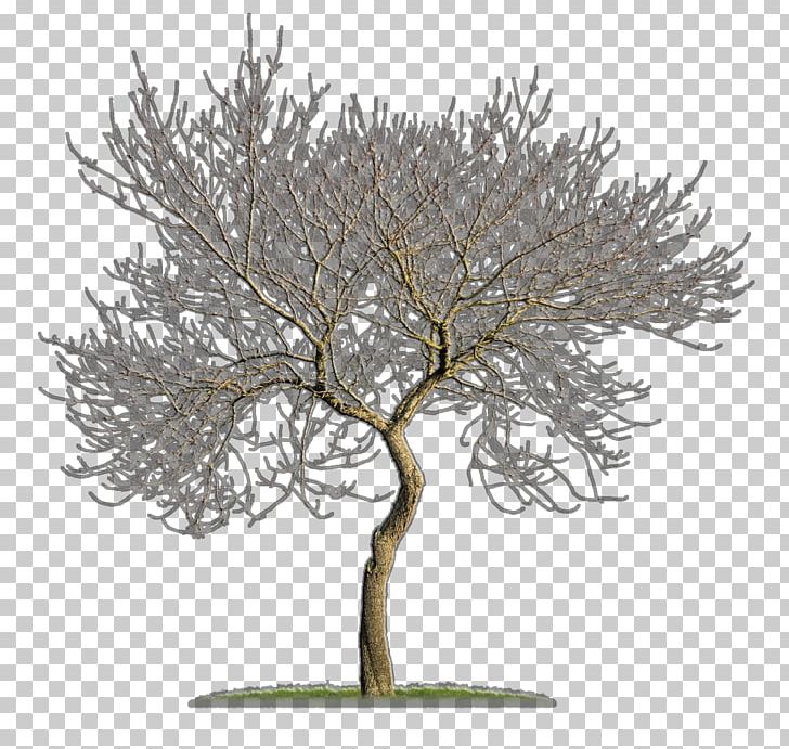 Tree Woody Plant Branch Twig PNG, Clipart, Adolescent, Antelope, Branch, Branching, Houseplant Free PNG Download
