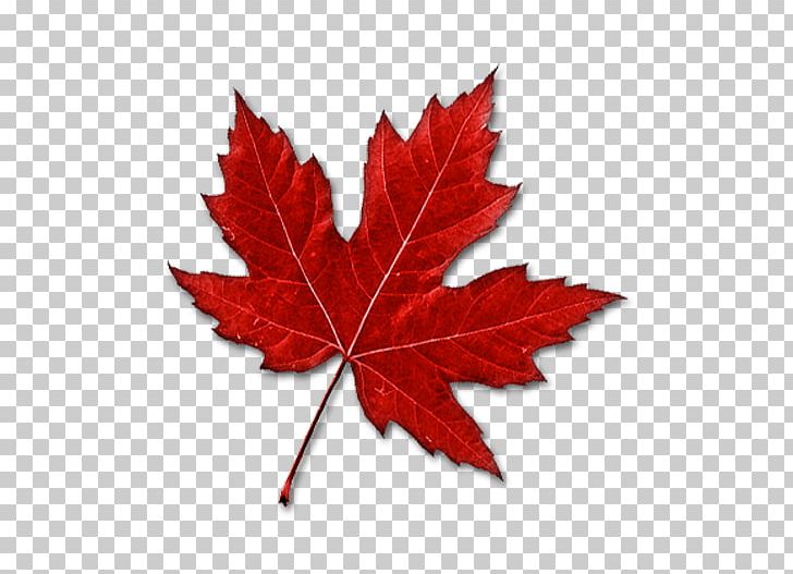 Canada Maple Leaf PNG, Clipart, Autumn Leaf Color, Canada, Details, Flowering Plant, Green Free PNG Download