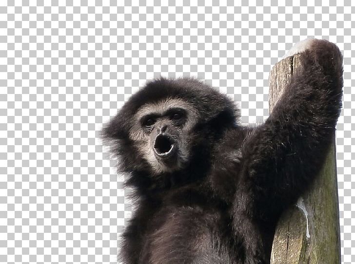 Gorilla Lar Gibbon Primate Monkey PNG, Clipart, Animal, Animals, Ape, Cercopithecidae, Fauna Free PNG Download