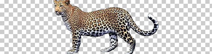 Leopard PNG, Clipart, Leopard Free PNG Download