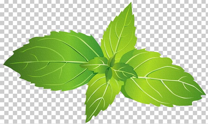 Mentha Spicata Peppermint Mentha Canadensis Leaf PNG, Clipart, Computer Icons, Encapsulated Postscript, Green, Herb, Herbalism Free PNG Download
