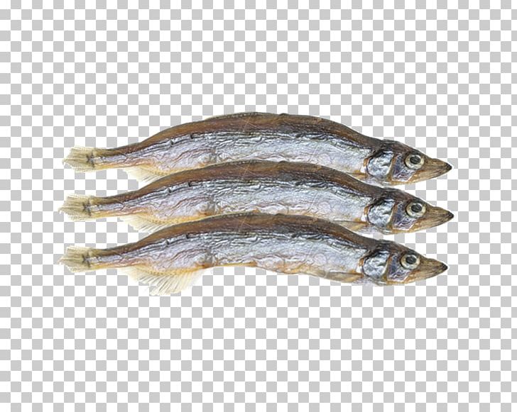 Pacific Saury Capelin Fish Shishamo Herring PNG, Clipart, Anchovy, Anchovy Food, Animals, Animal Source Foods, Capelin Free PNG Download