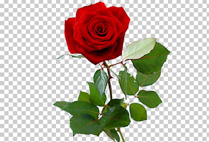 Rose Red Valentine's Day Cut Flowers Flower Bouquet PNG, Clipart, China Rose, Cut Flowers, Floral Design, Floribunda, Florist Free PNG Download