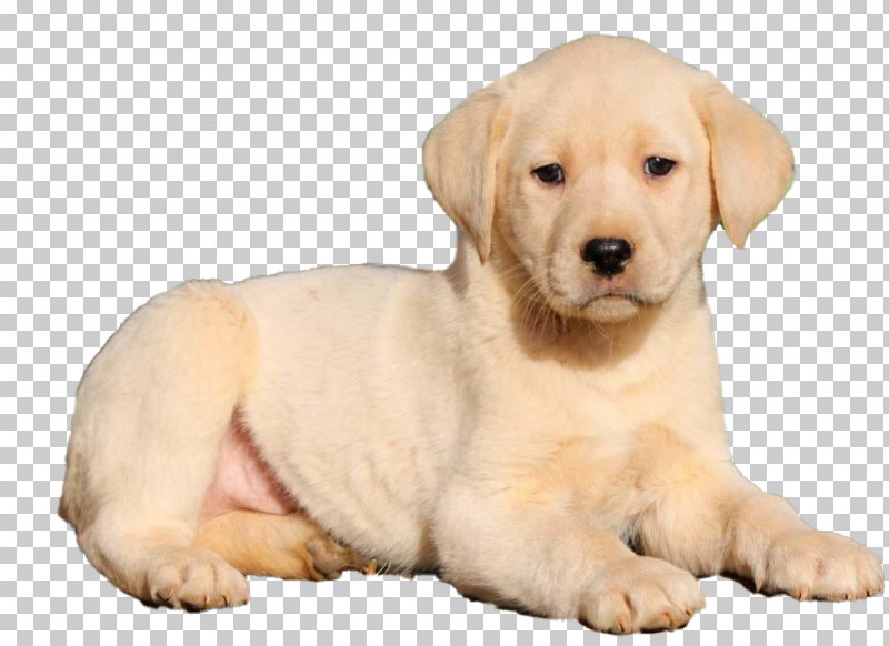 Dog Labrador Retriever Puppy Retriever Golden Retriever PNG, Clipart, Akbash Dog, Companion Dog, Dog, Fawn, Golden Retriever Free PNG Download