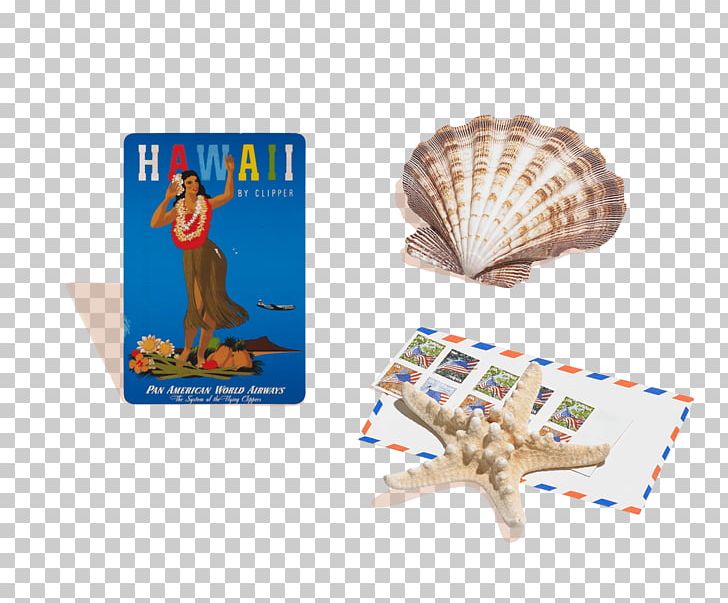 Atherton Hawaii Seashell Conchology Art PNG, Clipart, Animals, Art, Atherton, Clipper, Clipper Card Free PNG Download