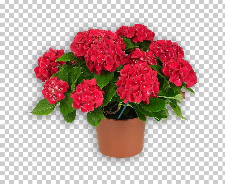 Garden Roses Flowerpot Houseplant Cut Flowers PNG, Clipart, Annual Plant, Cut Flowers, Family, Family Film, Flower Free PNG Download