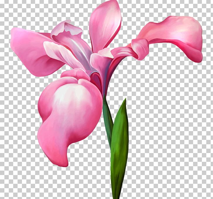 Iris Versicolor Iris Flower Data Set Stock Illustration PNG, Clipart, Bud, Cut Flowers, Drawing, Flower, Flowering Plant Free PNG Download
