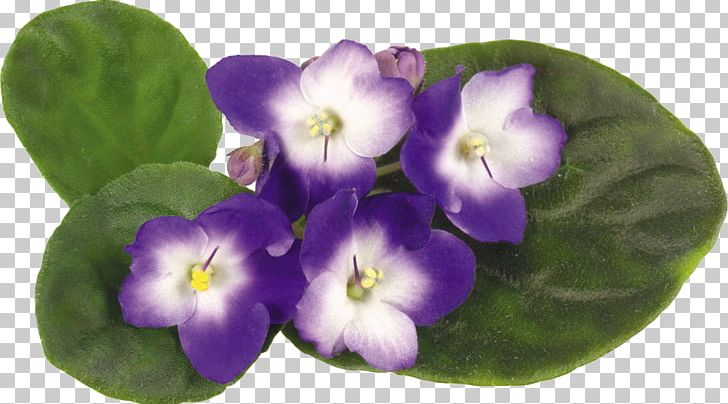 Violet Flower PNG, Clipart, Albom, Computer Icons, Desktop Wallpaper, Download, Flower Free PNG Download