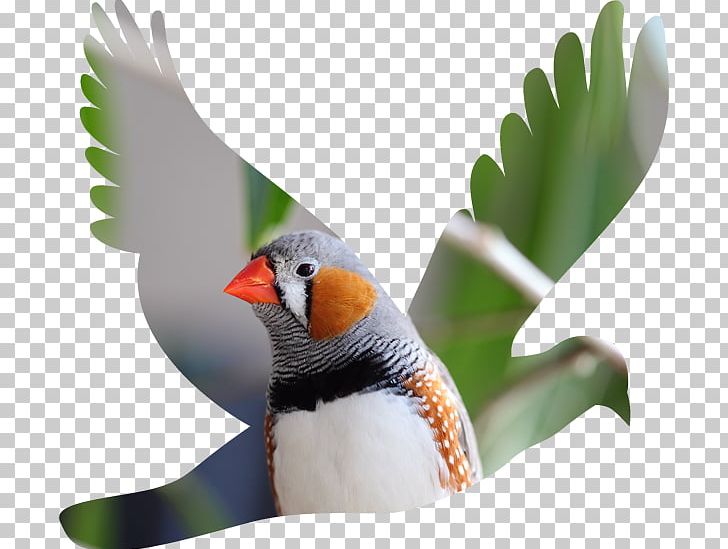 Columbidae Silhouette Bird PNG, Clipart, Animals, Art, Beak, Bird, Columbidae Free PNG Download