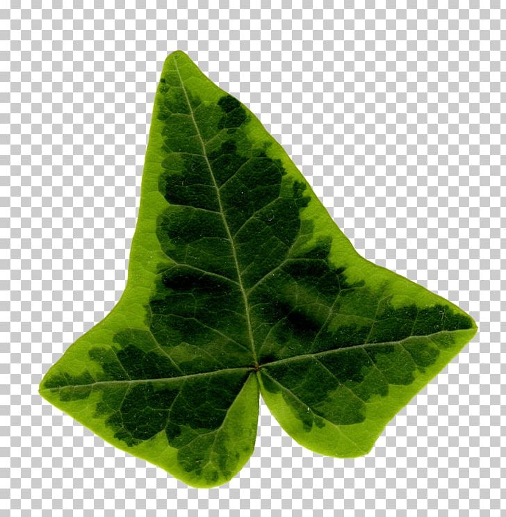 Common Ivy Leaf Araliaceae PNG, Clipart, Araliaceae, Common Ivy, Email, File Size, Hyperlink Free PNG Download
