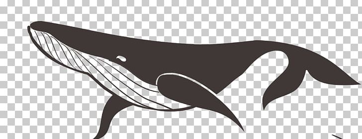 Drawing Graphics Cetacea Illustration PNG, Clipart, Art, Beak, Bird, Black, Black And White Free PNG Download