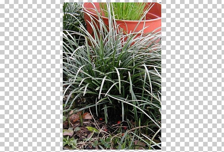 Flowering Bulbs Liriope Spicata Lily Turf Groundcover Plant PNG, Clipart, Bulb, Evergreen, Farm, Flower, Flowering Bulbs Free PNG Download