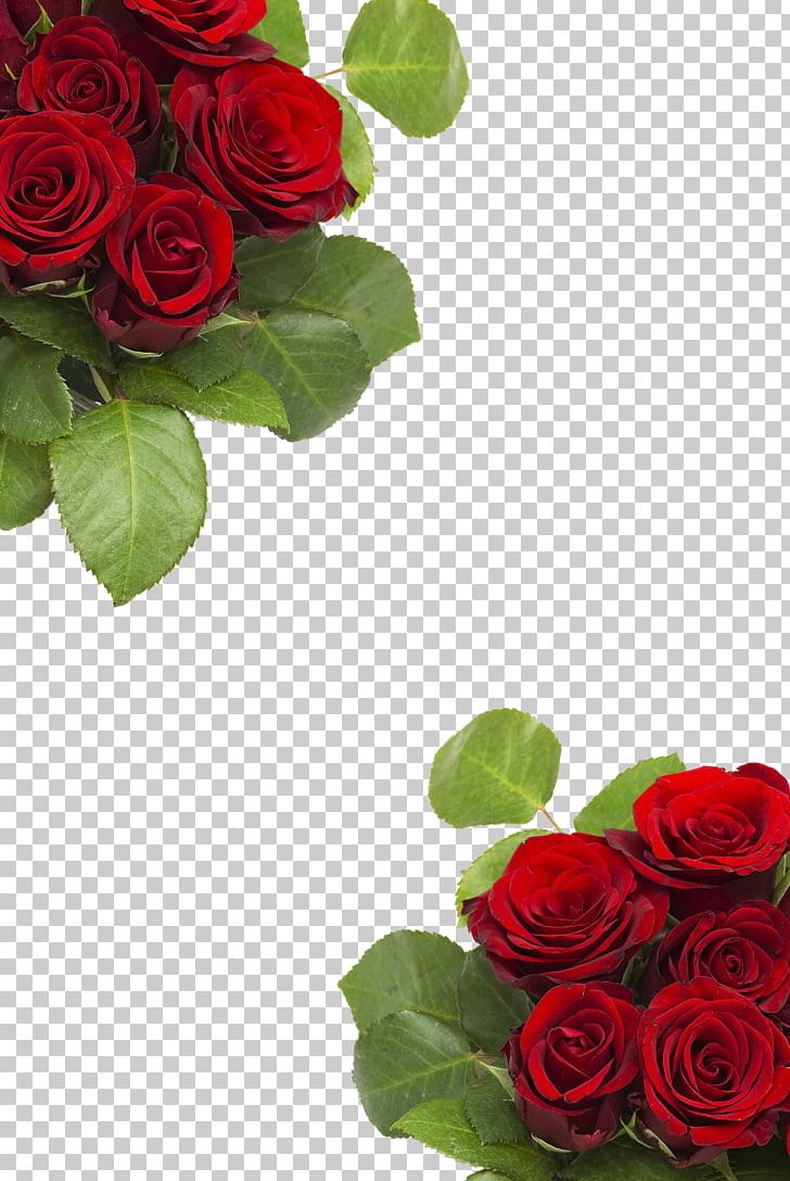 Garden Roses Centifolia Roses Beach Rose Flower PNG, Clipart, Artificial Flower, Background, Centifolia Roses, Cut Flowers, Designer Free PNG Download