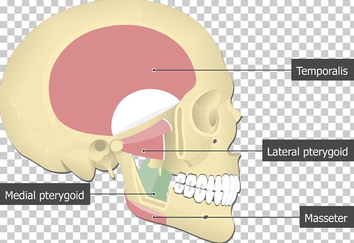 Lateral Pterygoid Muscle Medial Pterygoid Muscle Temporal Muscle Masseter Muscle Pterygoid Processes Of The Sphenoid PNG, Clipart, Anatomy, Angle, Bone, Chin, Digastric Muscle Free PNG Download