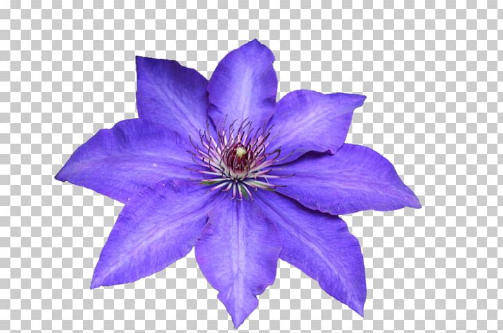 Leather Flower PNG, Clipart, Blue, Clematis, Flower, Leather, Leather Flower Free PNG Download