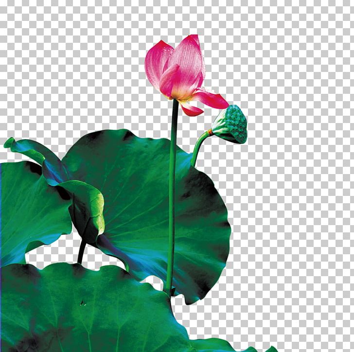 Nelumbo Nucifera Drop Lotus Seed PNG, Clipart, Creative, Dew, Flora, Flower, Flowering Plant Free PNG Download