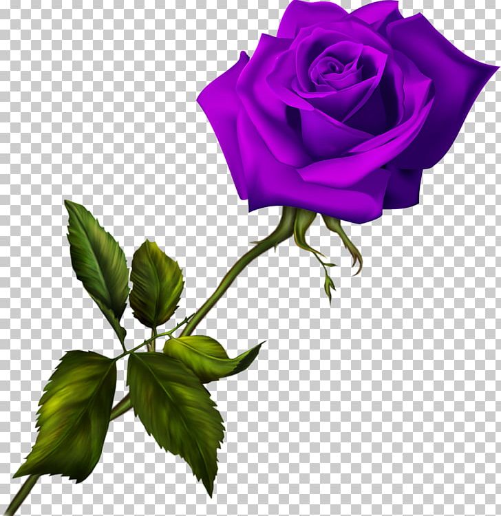 Blue Rose Garden Roses PNG, Clipart, Blue, Blue Rose, Cut Flowers, Desktop Wallpaper, Flower Free PNG Download