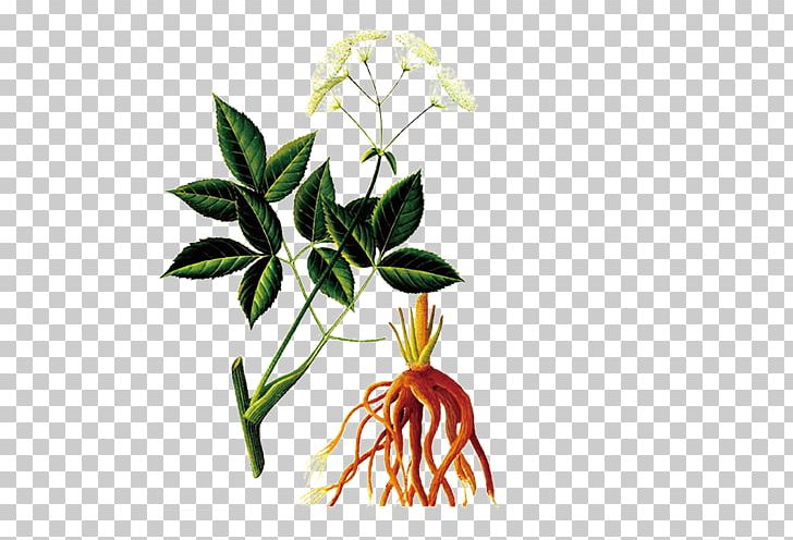 Female Ginseng Angelica Dahurica Angelica Archangelica Ashitaba Extract PNG, Clipart, Apiaceae, Aromatic Herbs, Branch, Chinese Herbs, Codon Free PNG Download