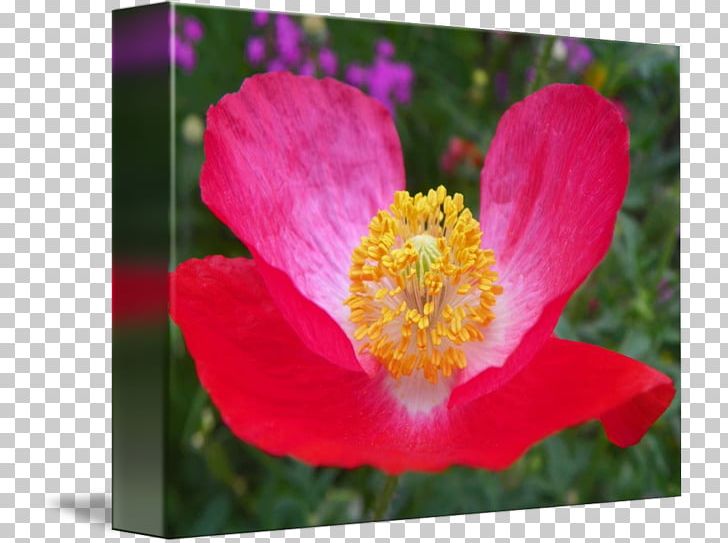 Flowering Plant Rosaceae Petal Peony PNG, Clipart, Annual Plant, Closeup, Flower, Flowering Plant, Nature Free PNG Download