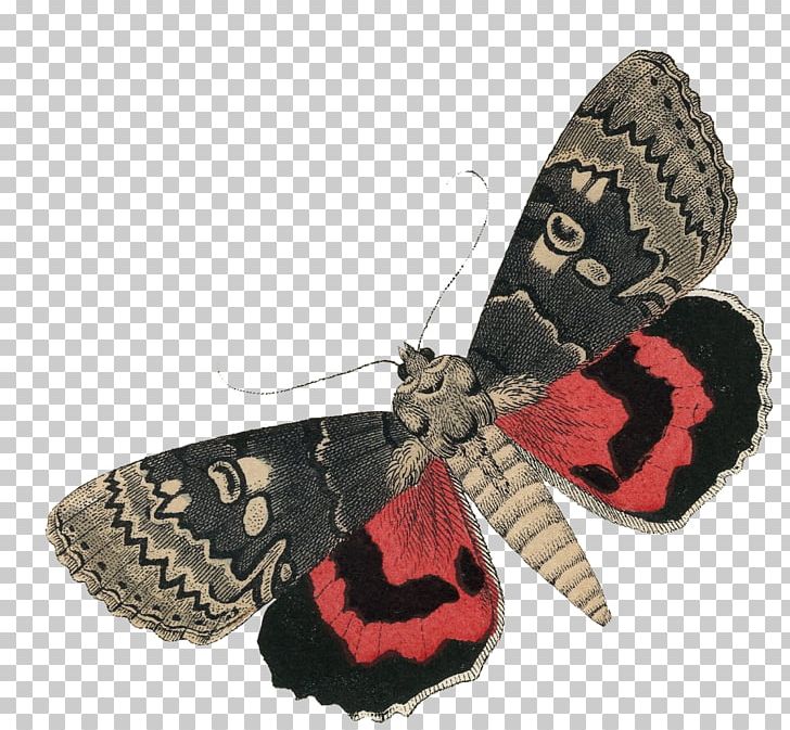 Moth Blanket PNG, Clipart, Arthropod, Blanket, Butterfly, Insect, Invertebrate Free PNG Download