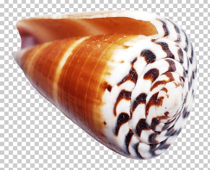Seashell Conchology Computer Icons PNG, Clipart, Animals, Computer Icons, Conch, Conchology, Download Free PNG Download