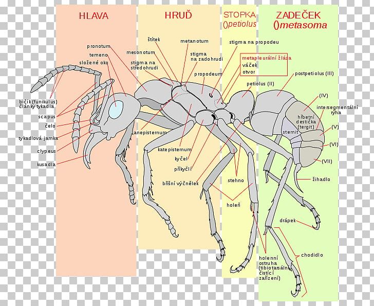 The Ants Insect Metapleural Gland Acromyrmex PNG, Clipart, Acromyrmex, Anatomy, Angle, Animals, Ant Free PNG Download