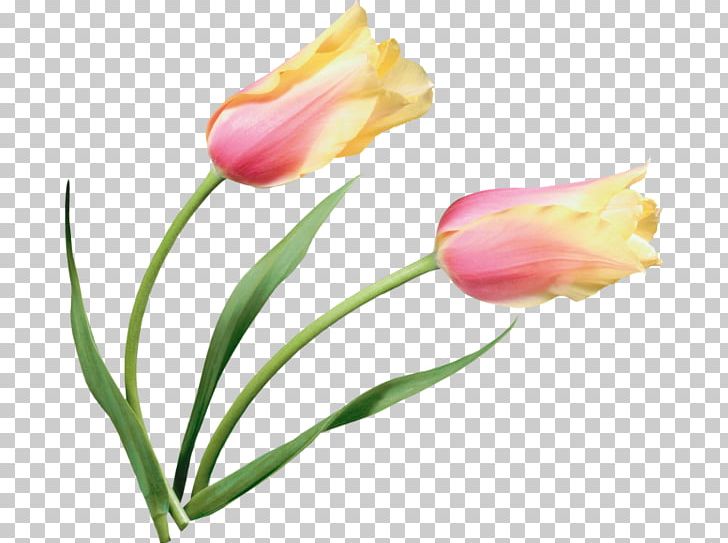 Tulip Flower Painting PNG, Clipart, Africa Map, Asia Map, Bud, Clip Art, Closeup Free PNG Download