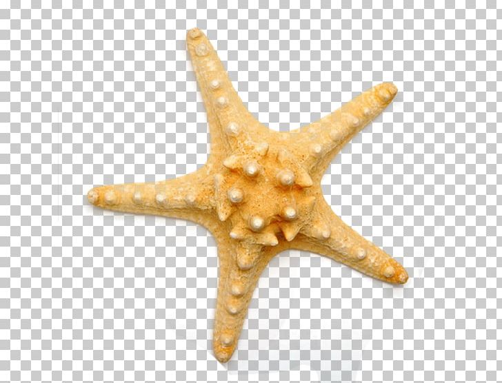 Benthic Zone Starfish Sea Tube Feet PNG, Clipart, Animal, Animals, Beautiful Starfish, Download, Echinoderm Free PNG Download