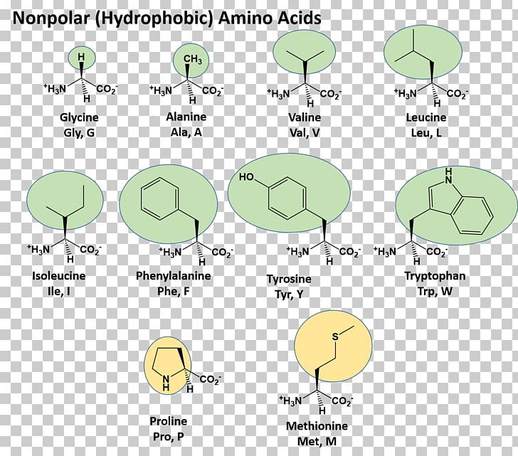 Cartoon Font PNG, Clipart, Acid, Amino, Amino Acids, Angle, Animal Free PNG Download