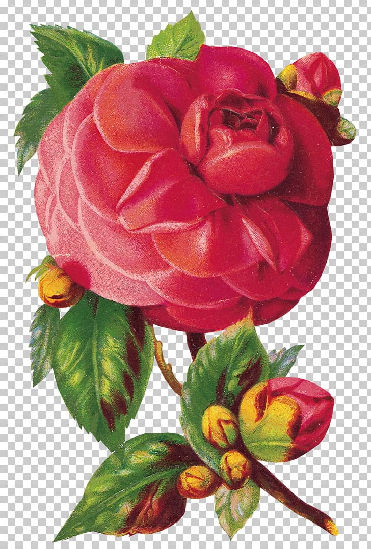 Flower Rose Valley PNG, Clipart, Art, Askartelu, Begonia, Creativity, Cut Flowers Free PNG Download